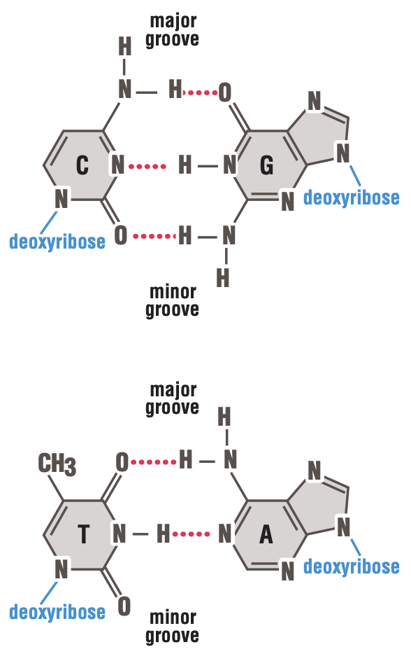 Watson-Crick base-paring