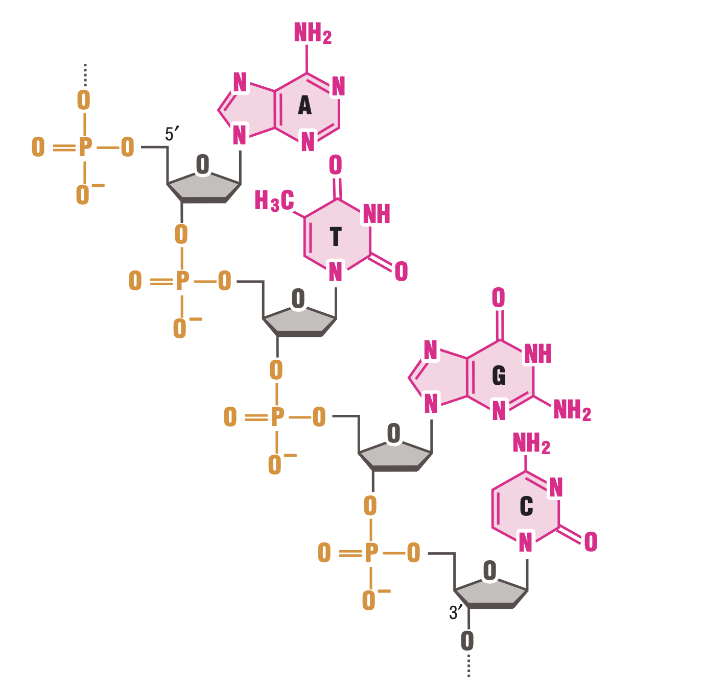 A single strand of DNA