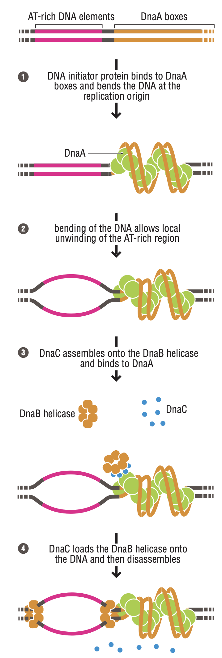 DnaA box binding mechanism