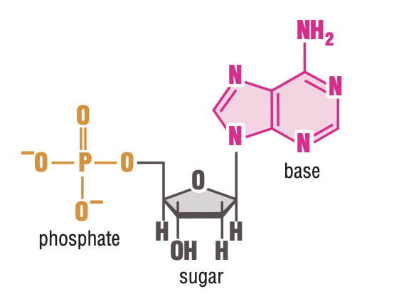 The Structure of the Nucleotide