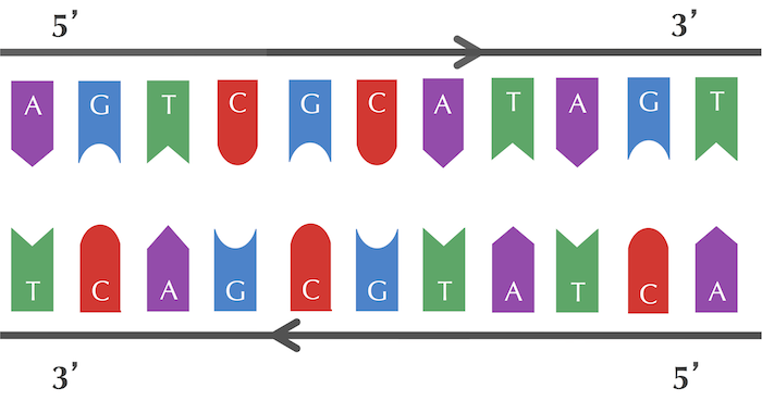 A complementary sequence that progresses in the reverse direction