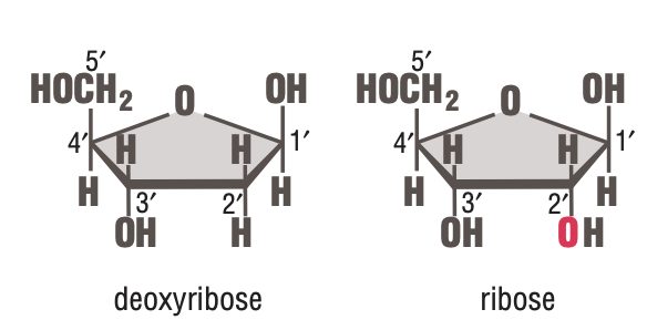 The Types of Sugars in the RNA & DNA